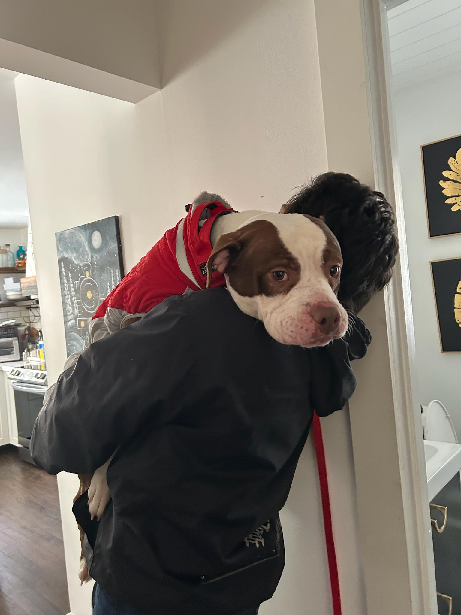 Lee, a ADOPTABLE Mixed Breed in Sherman, CT image 3/5