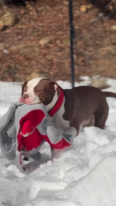 Enlarge Lee, a ADOPTABLE Mixed Breed in Sherman, CT video 4/5