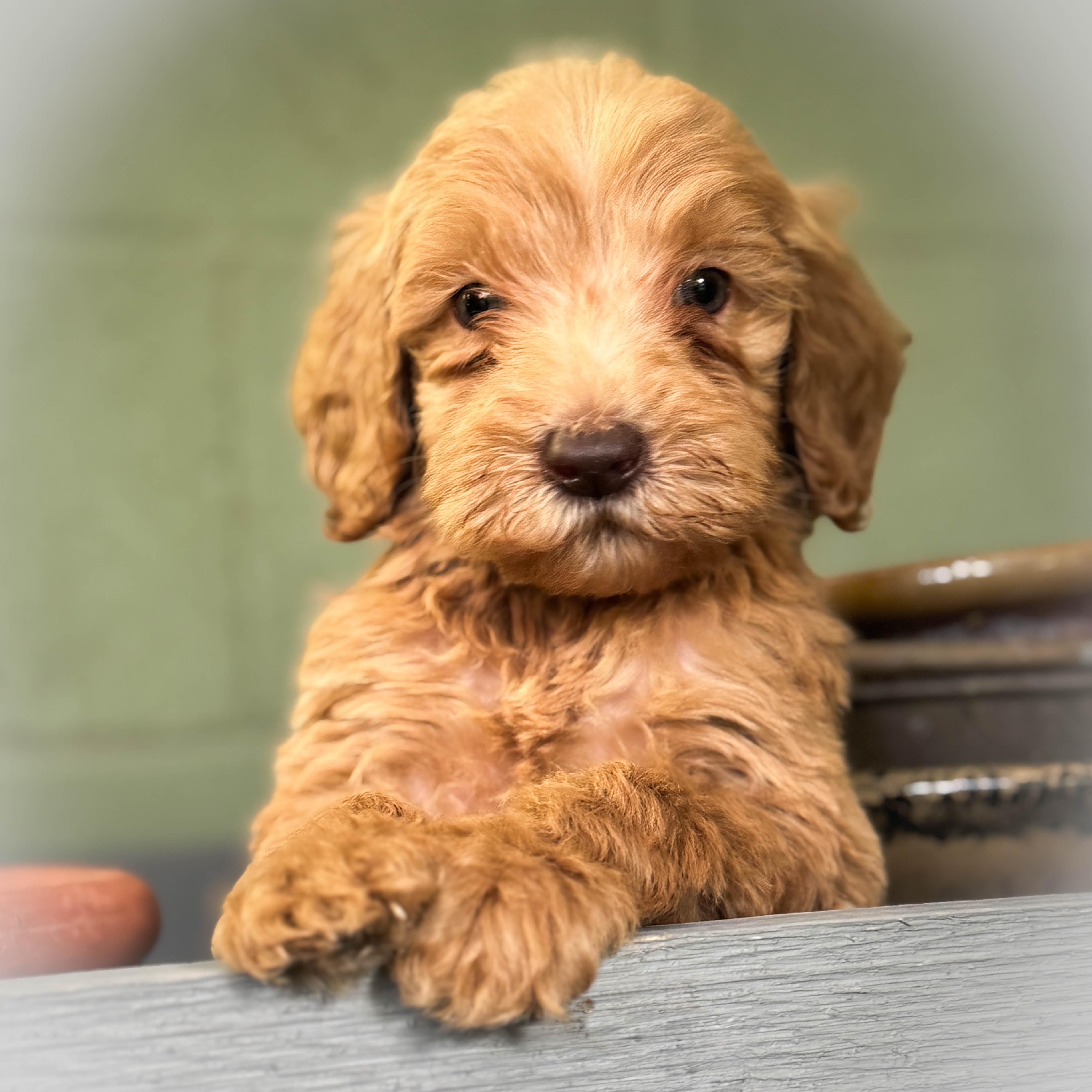 Peanut, a ADOPTABLE Goldendoodle in Torrance, CA image 1/3