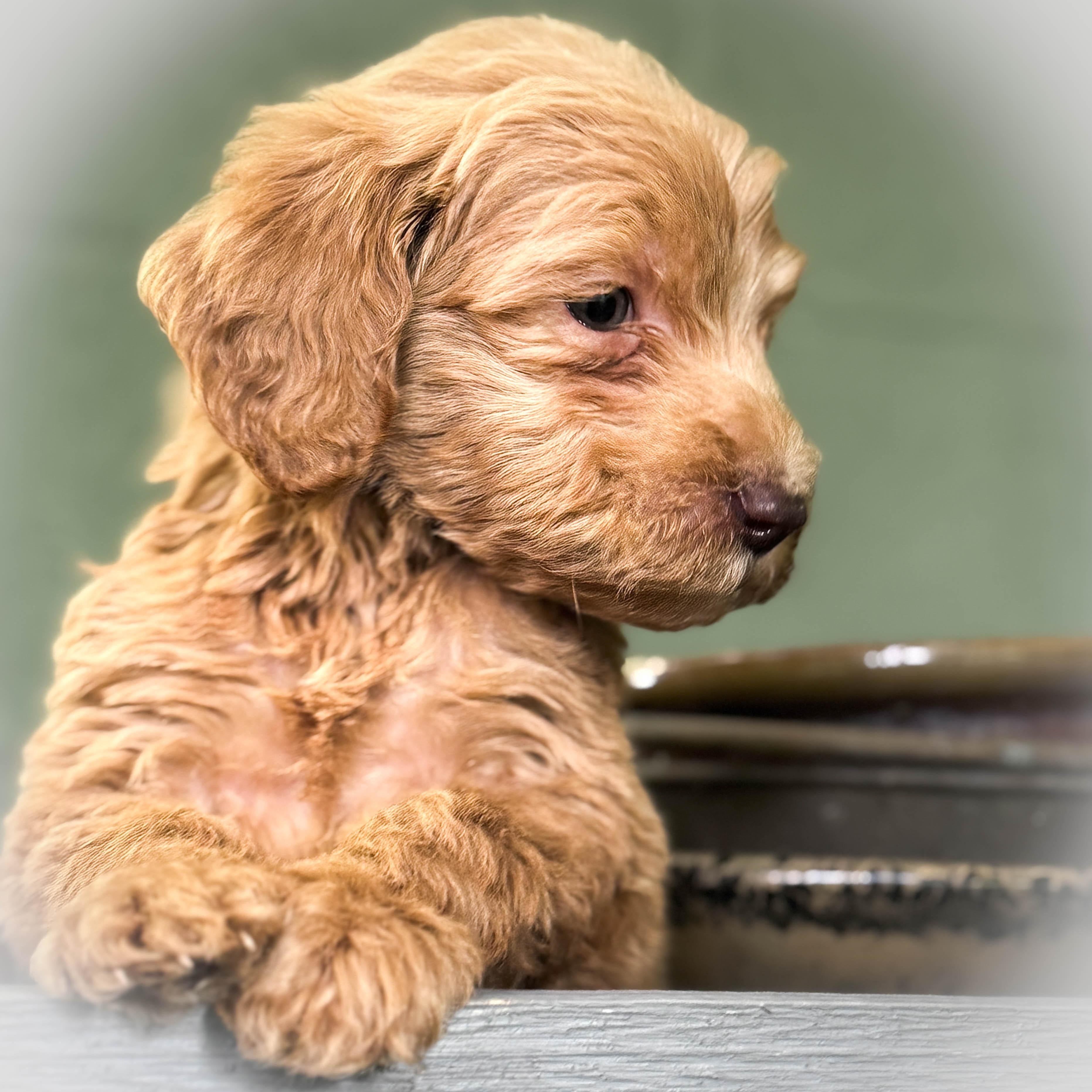 Peanut, a ADOPTABLE Goldendoodle in Torrance, CA image 2/3