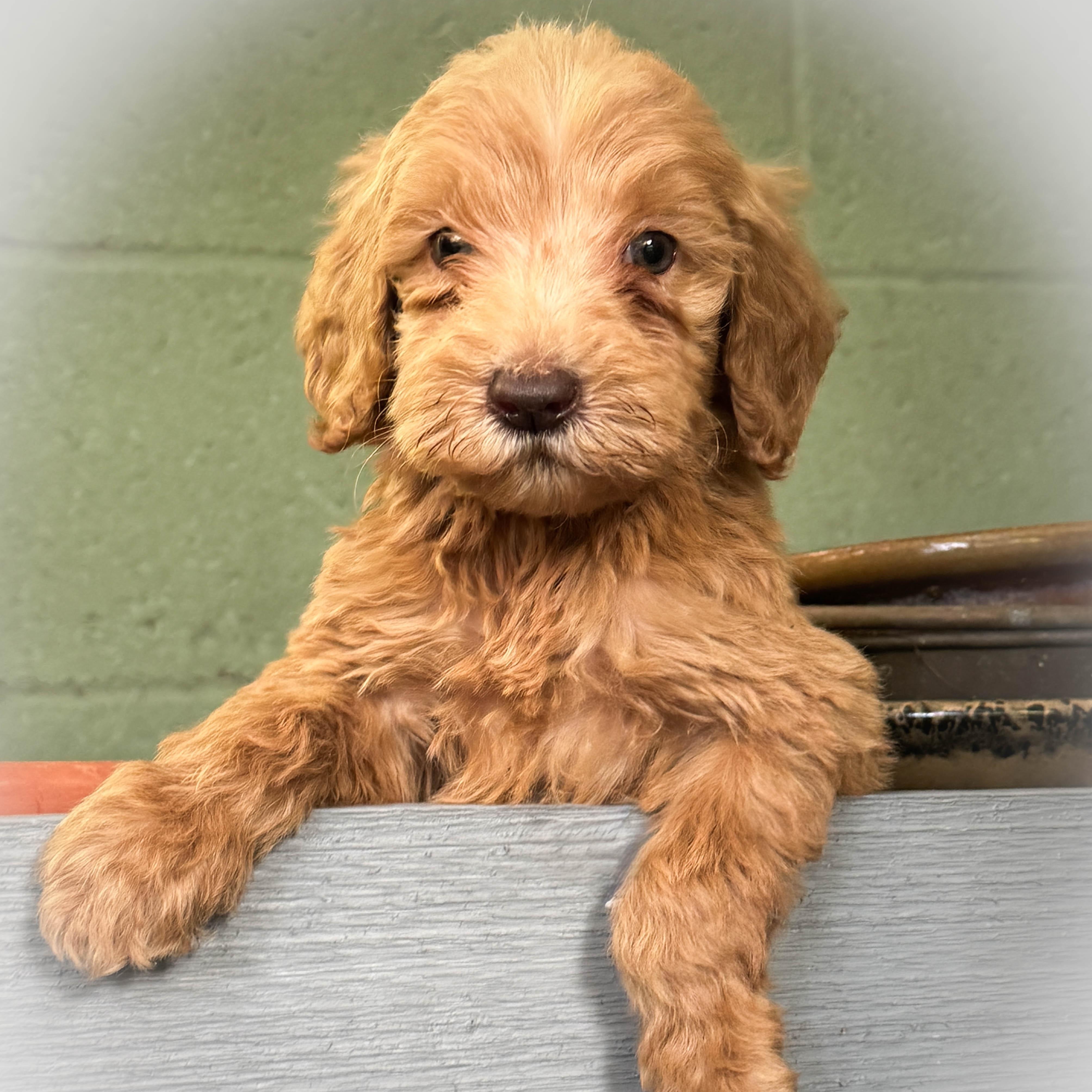 Peanut, a ADOPTABLE Goldendoodle in Torrance, CA image 3/3