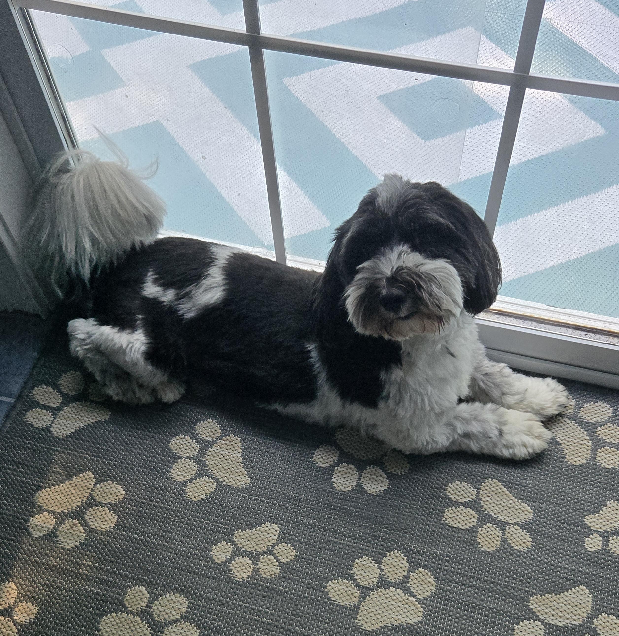 Jasper is no longer accepting applications, a Adoptable Havanese in South Portland, ME image 2/2
