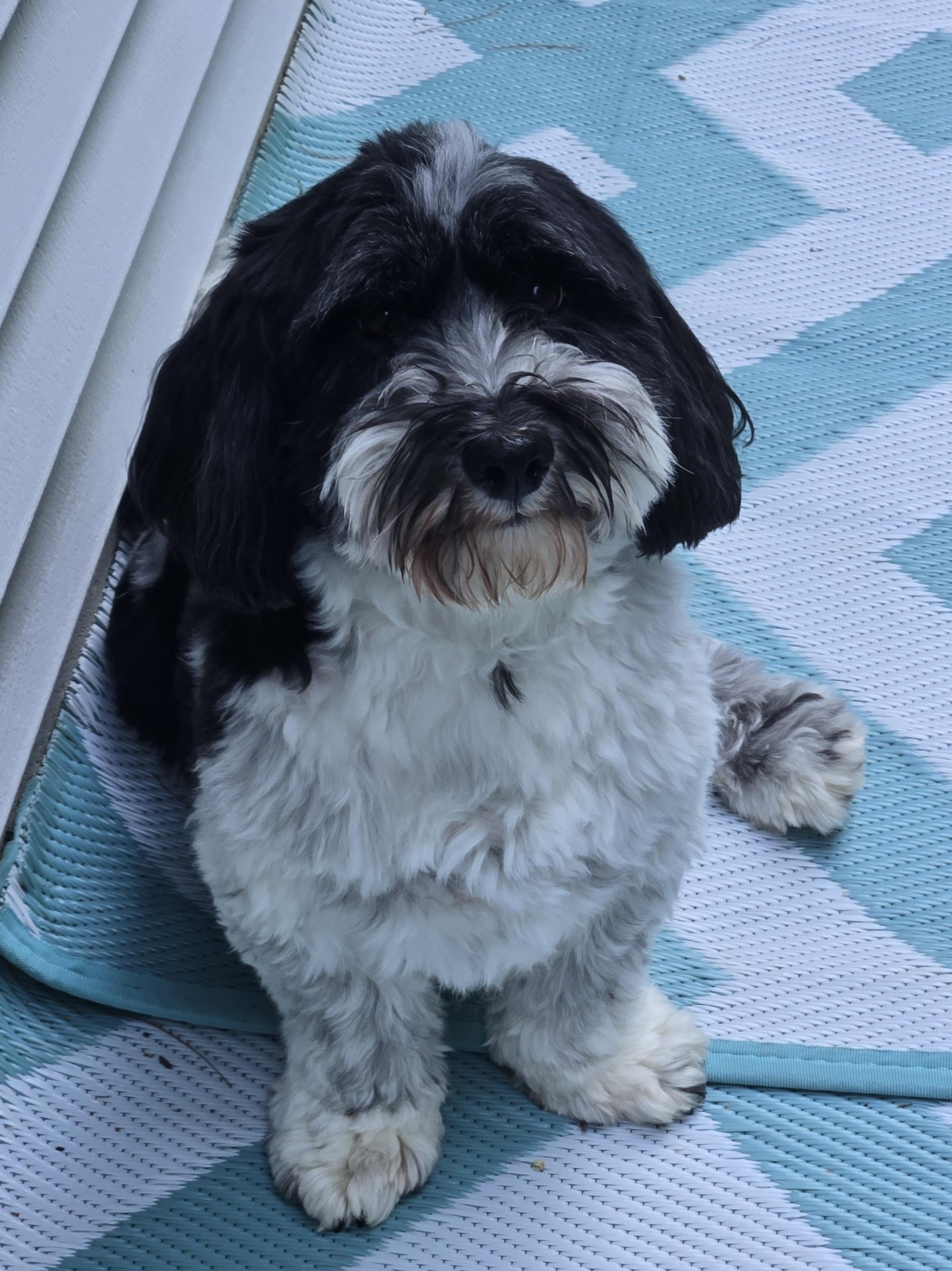Jasper is no longer accepting applications, Adoptable, Adult Male Havanese.
