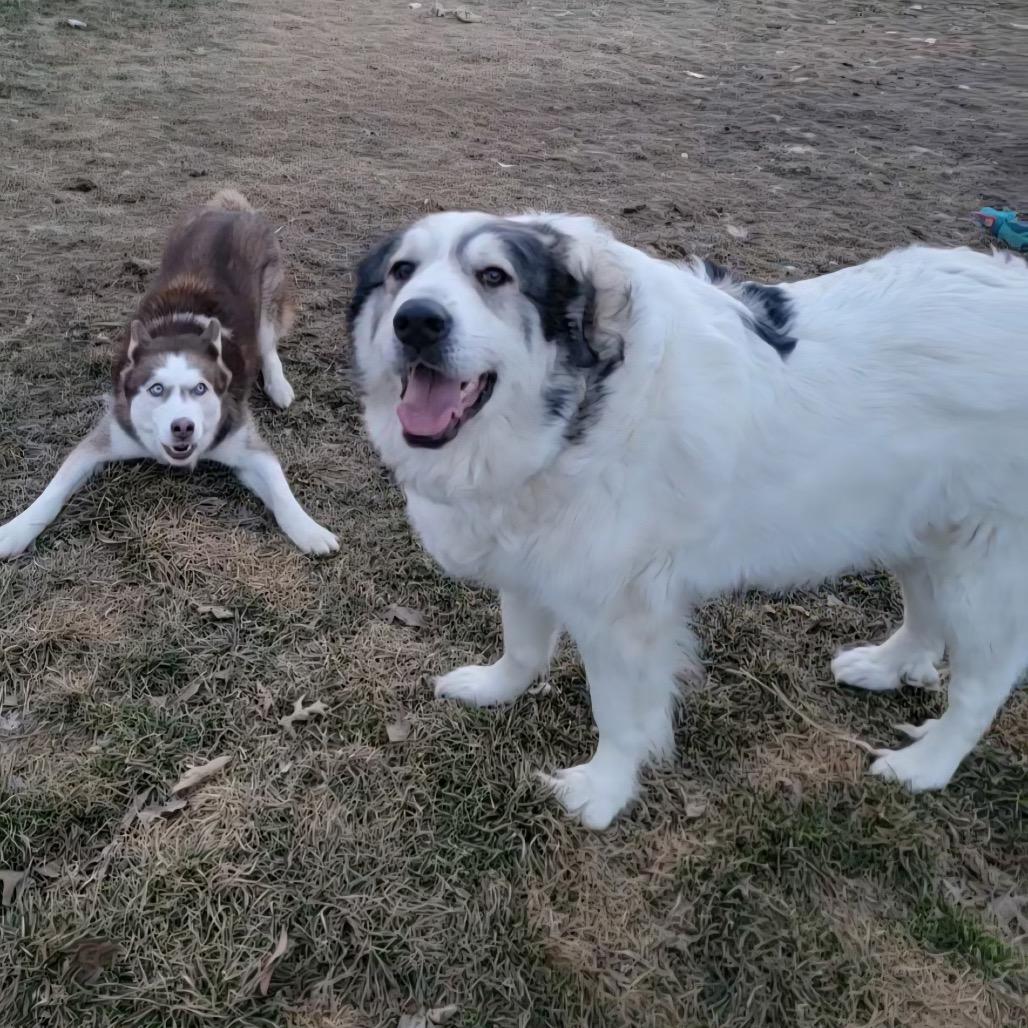 Enlarge Mandy, a Adoptable Great Pyrenees in Columbia, MO image 1/6