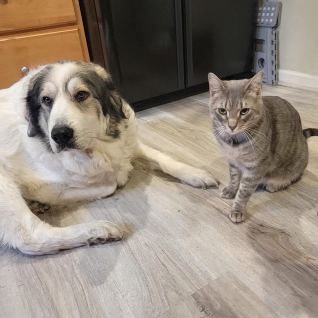 Enlarge Mandy, a Adoptable Great Pyrenees in Columbia, MO image 2/6