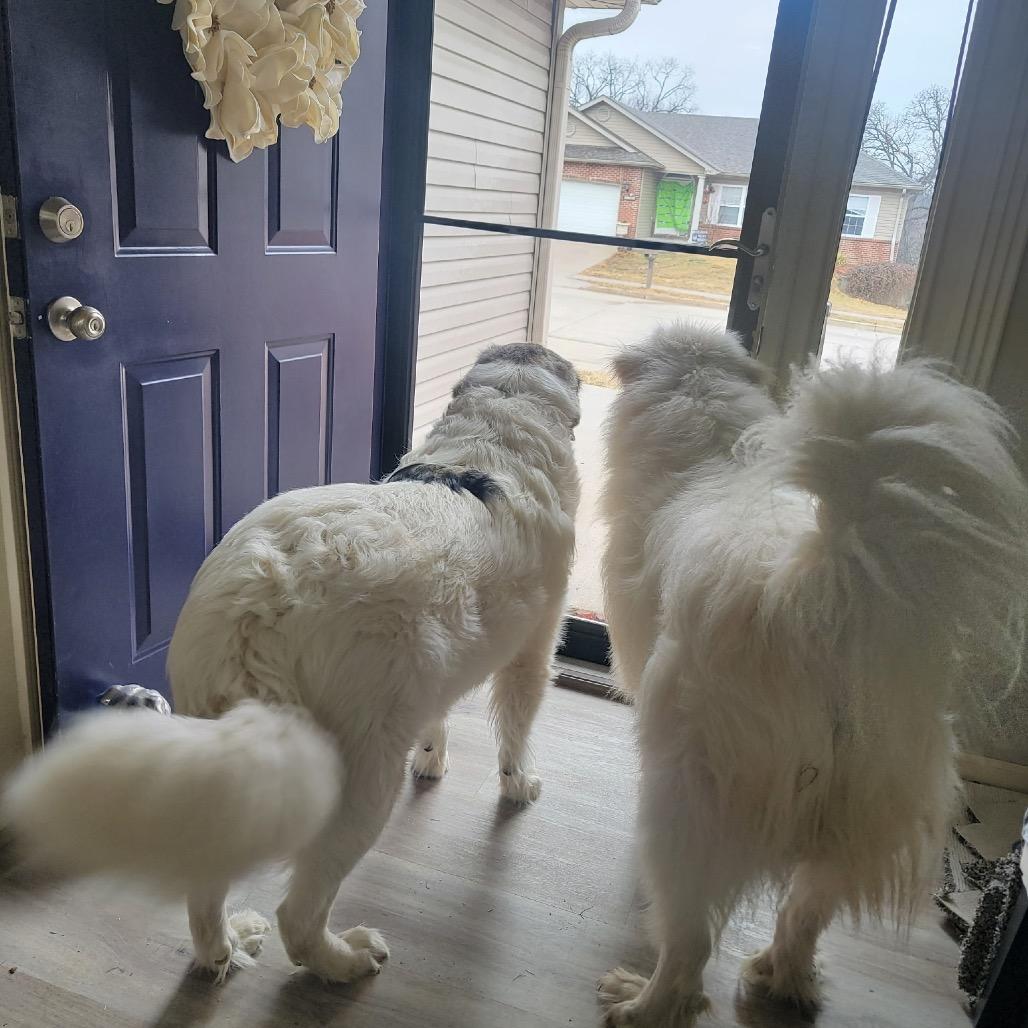 Enlarge Mandy, a Adoptable Great Pyrenees in Columbia, MO image 3/6