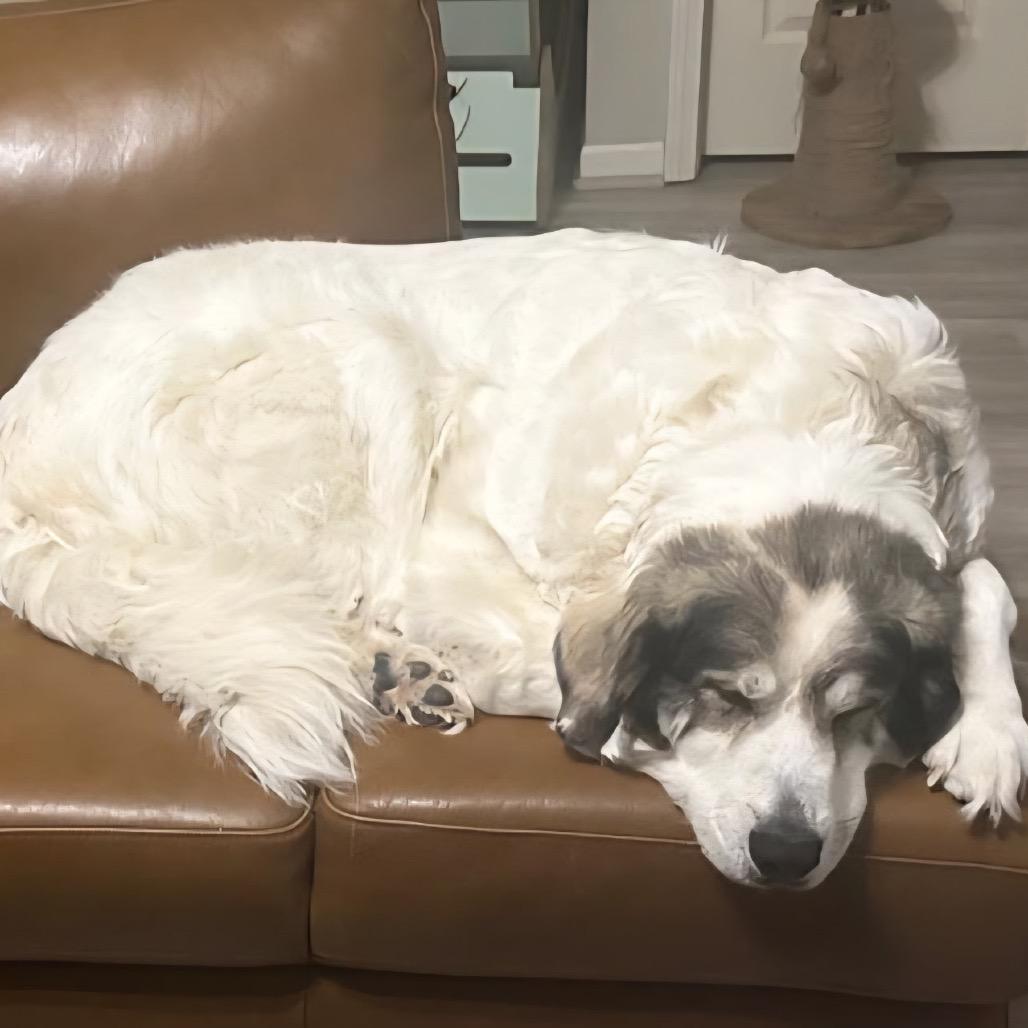 Enlarge Mandy, a Adoptable Great Pyrenees in Columbia, MO image 4/6