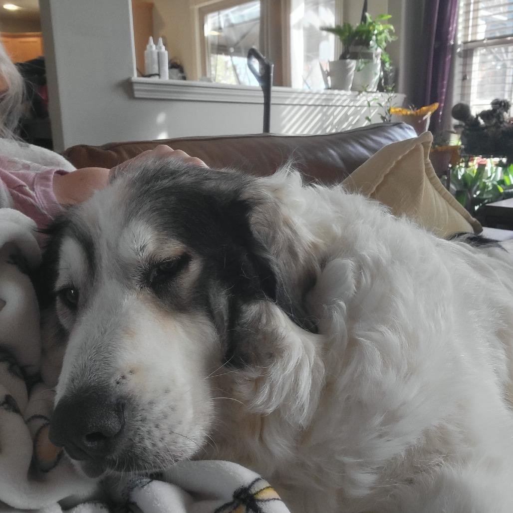 Enlarge Mandy, a Adoptable Great Pyrenees in Columbia, MO image 5/6