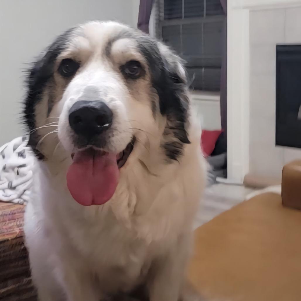 Enlarge Mandy, a Adoptable Great Pyrenees in Columbia, MO image 6/6