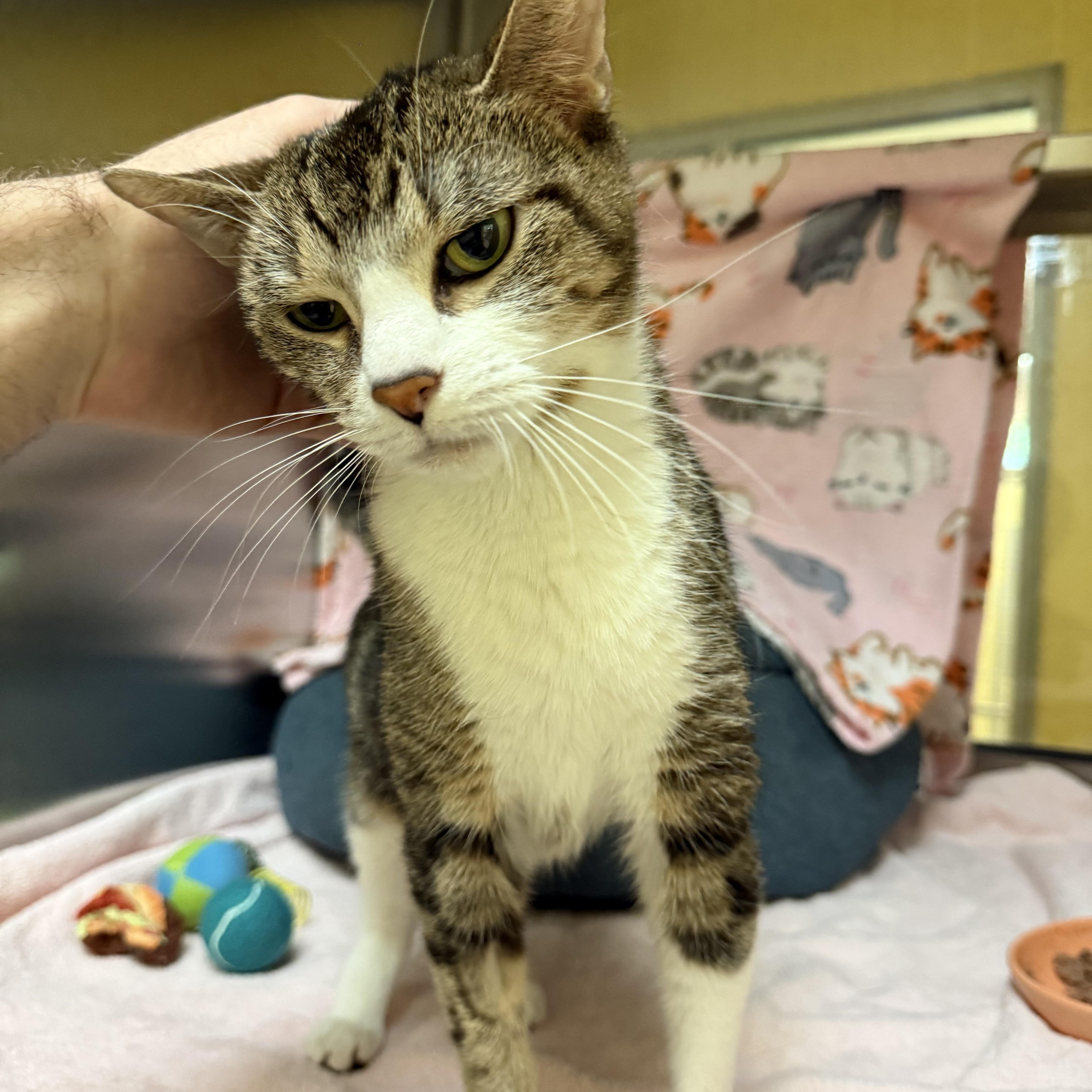 Rosie, ADOPTABLE, Senior Female Domestic Short Hair.