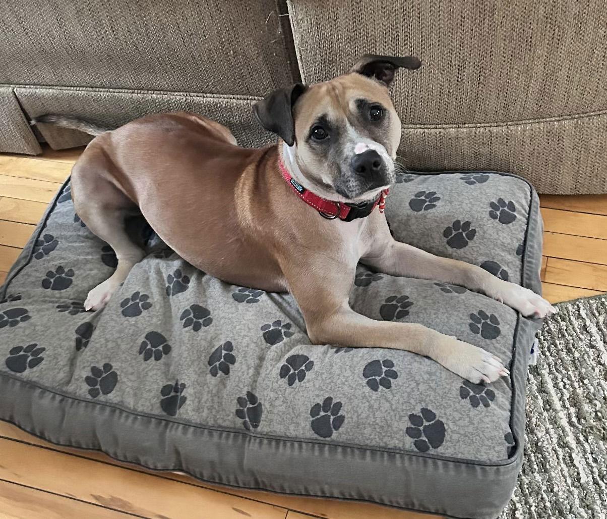 Guppy, a Adoptable mixed breed in Webster, WI image 1/3