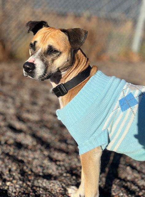 Guppy, Adoptable, Adult Male Boxer & Pit Bull Terrier.