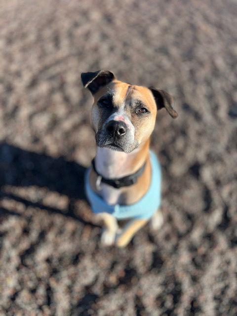 Guppy, a Adoptable mixed breed in Webster, WI image 3/3