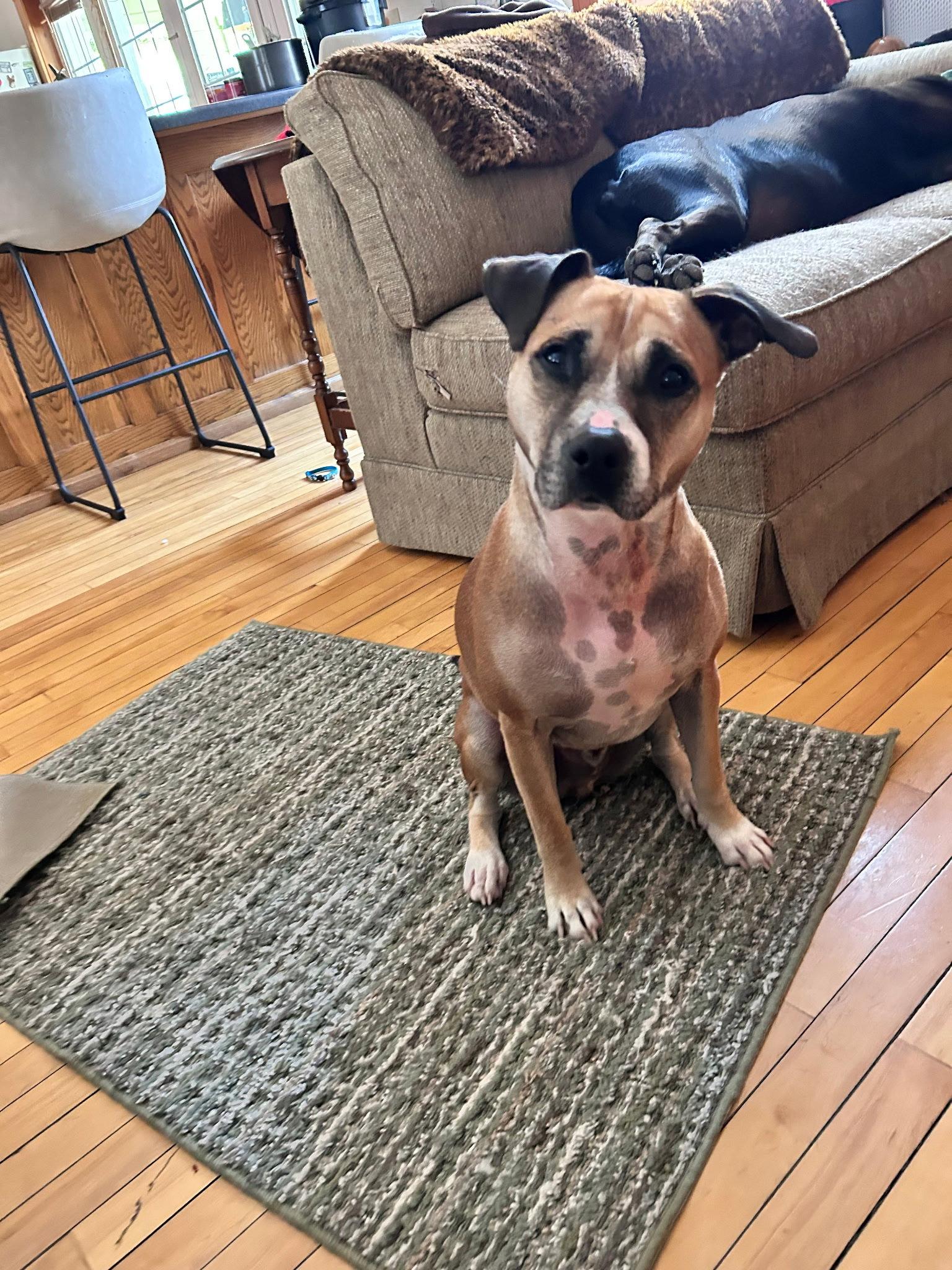 Enlarge Guppy, a Adoptable mixed breed in Webster, WI image 2/3