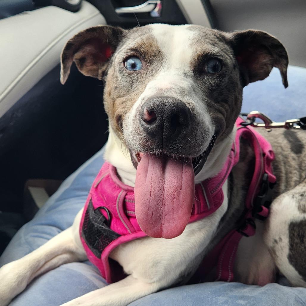 Enlarge Mama Roz, a Adoptable mixed breed in Knoxville, TN image 1/6