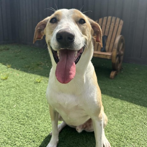 Stuart, Adult Male Labrador Retriever