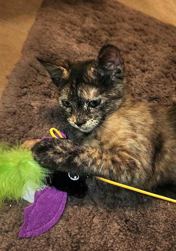 Flannel, Adoptable, Kitten Female Domestic Short Hair & Domestic Short Hair.