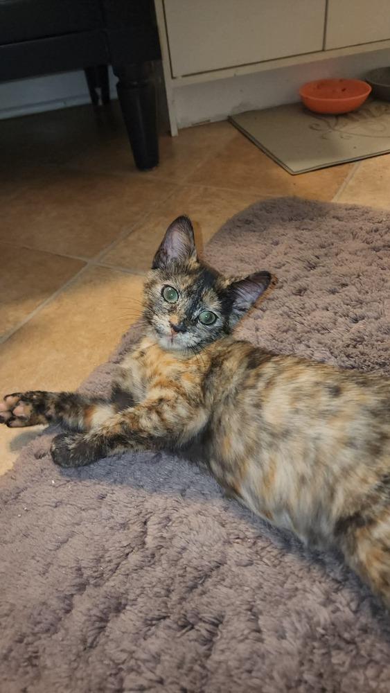 Enlarge Flannel, a Adoptable mixed breed in Emerald Isle, NC image 2/3