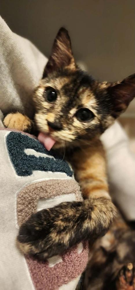 Enlarge Flannel, a Adoptable mixed breed in Emerald Isle, NC image 3/3