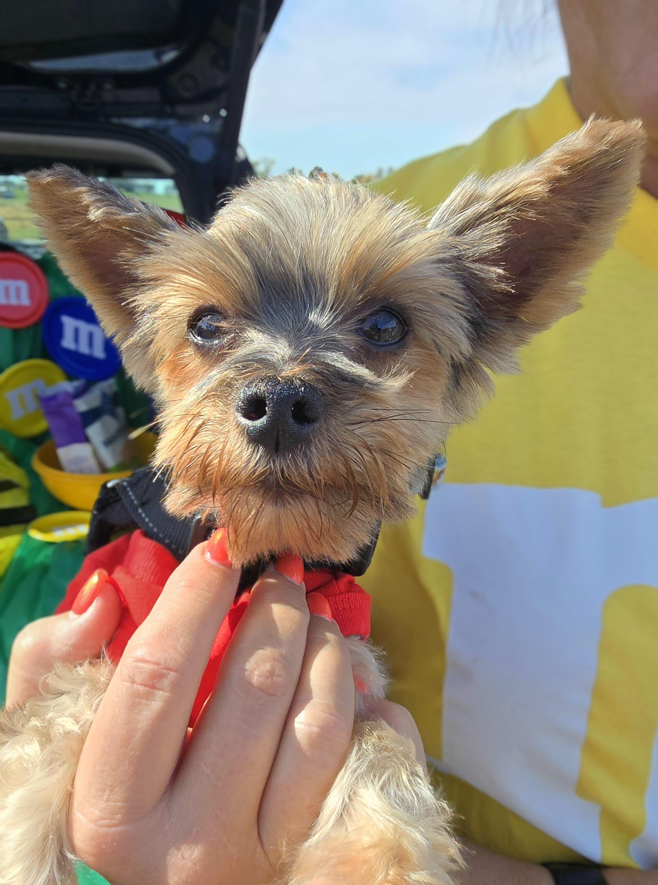 Poppy, a Adoptable Yorkshire Terrier in Cedar Rapids, IA image 2/5