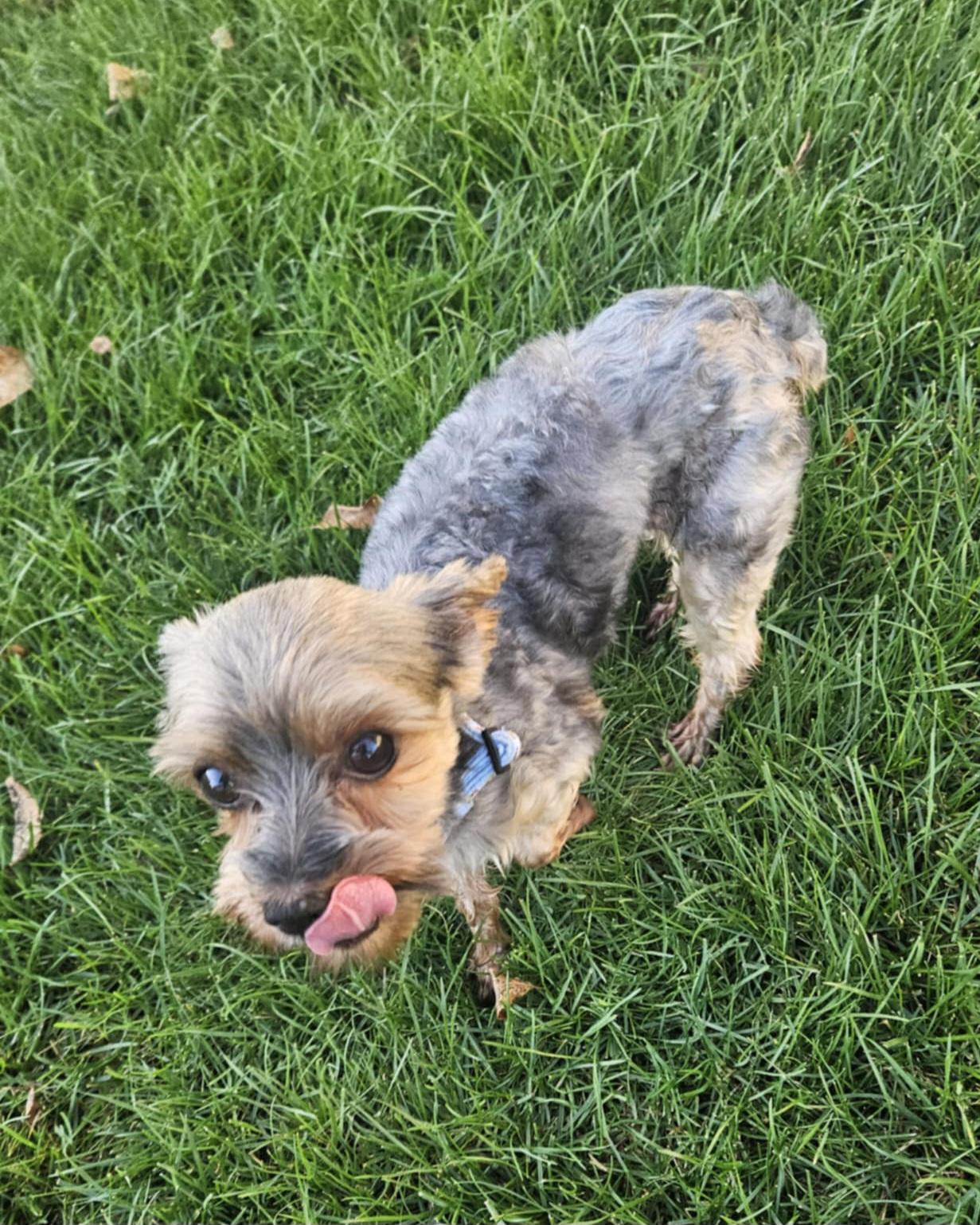Poppy, a Adoptable Yorkshire Terrier in Cedar Rapids, IA image 3/5