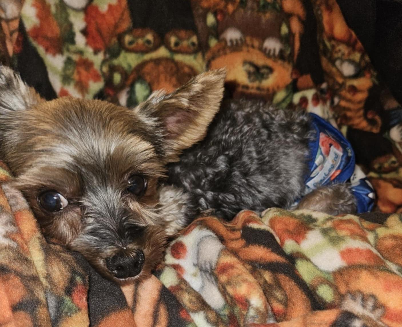 Poppy, a Adoptable Yorkshire Terrier in Cedar Rapids, IA image 4/5