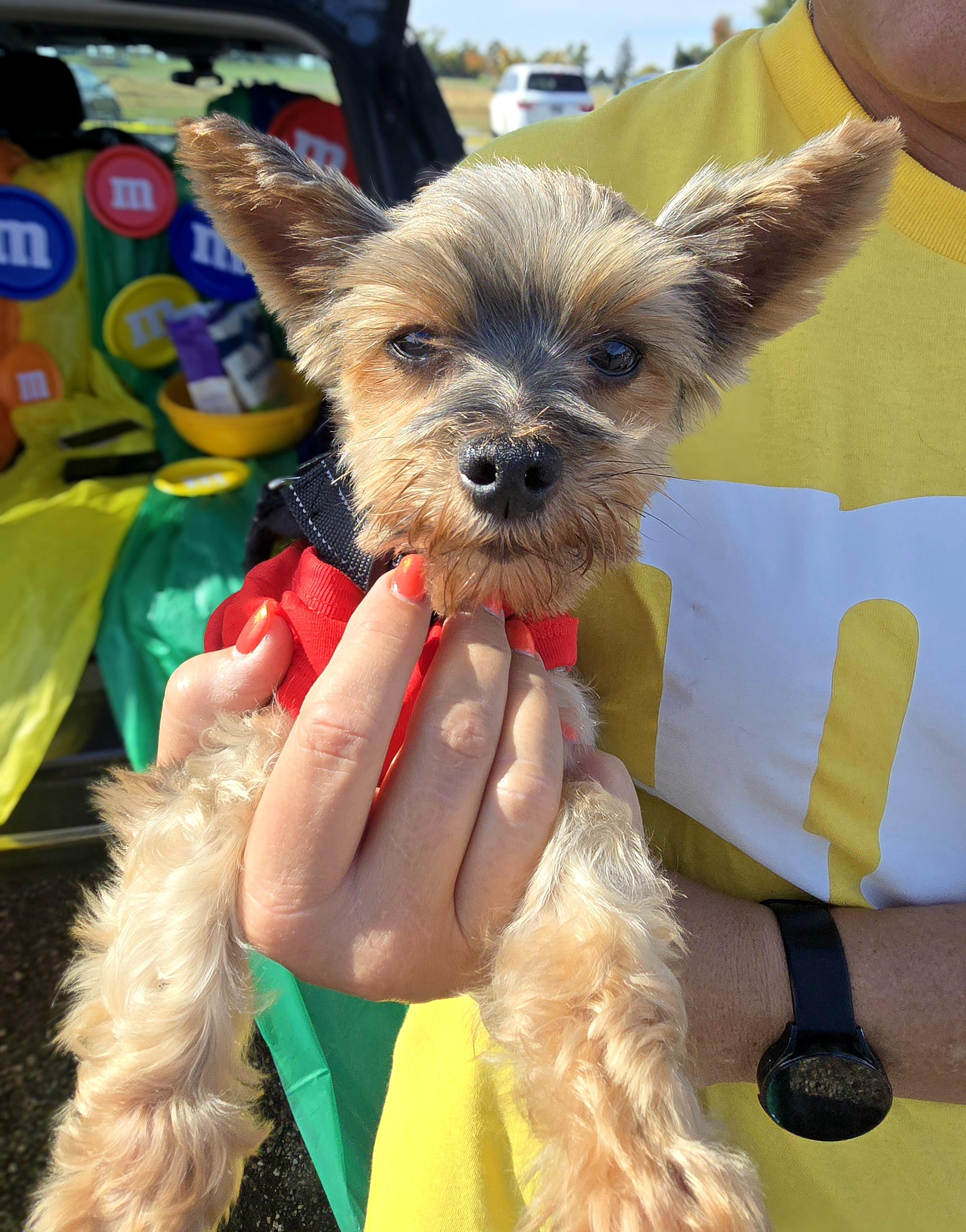 Poppy, a Adoptable Yorkshire Terrier in Cedar Rapids, IA image 1/5
