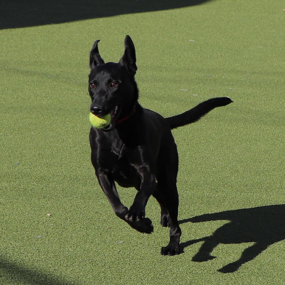 Nora, Adoptable, Young Female Mixed Breed.