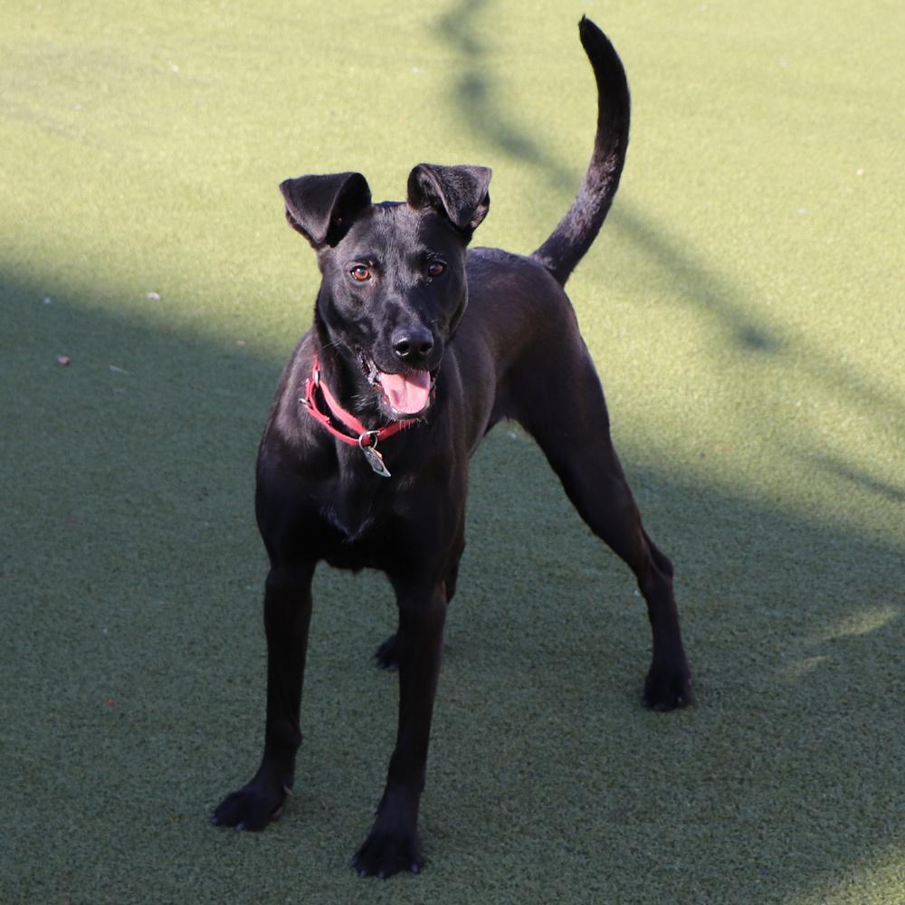 Nora, a Adoptable Mixed Breed in Port Washington, NY image 2/4