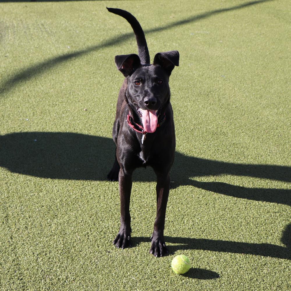 Nora, a Adoptable Mixed Breed in Port Washington, NY image 4/4