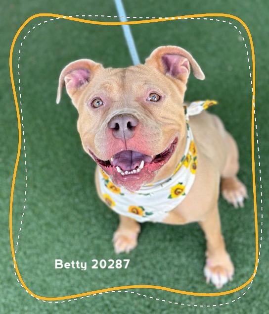 BETTY, ADOPTABLE, Adult Female Pit Bull Terrier.