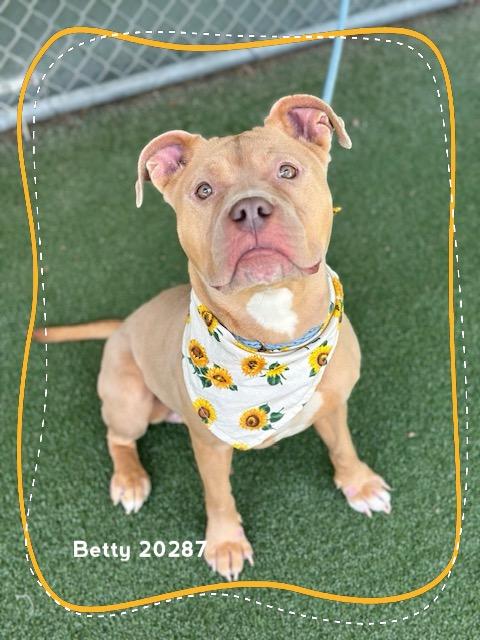Enlarge BETTY, a ADOPTABLE Pit Bull Terrier in Marietta, GA image 5/6