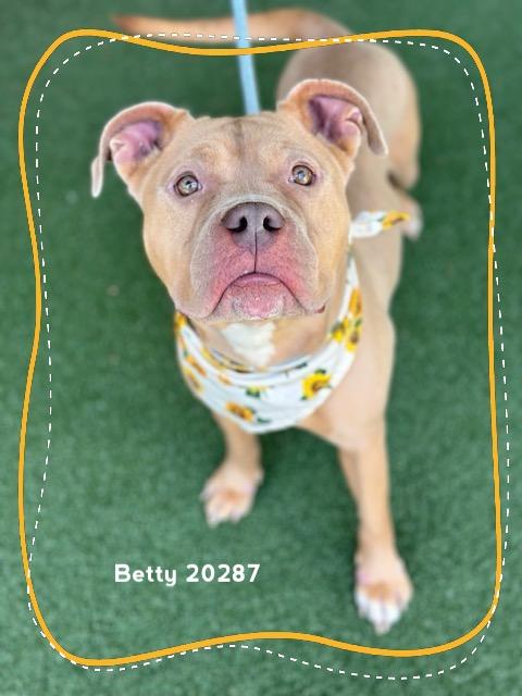 Enlarge BETTY, a ADOPTABLE Pit Bull Terrier in Marietta, GA image 4/6