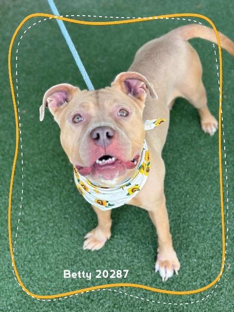Enlarge BETTY, a ADOPTABLE Pit Bull Terrier in Marietta, GA image 3/6