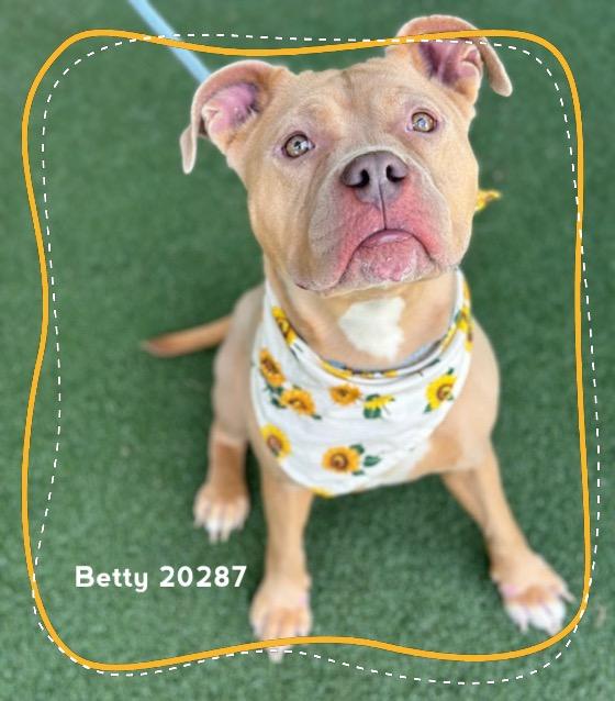 Enlarge BETTY, a ADOPTABLE Pit Bull Terrier in Marietta, GA image 6/6