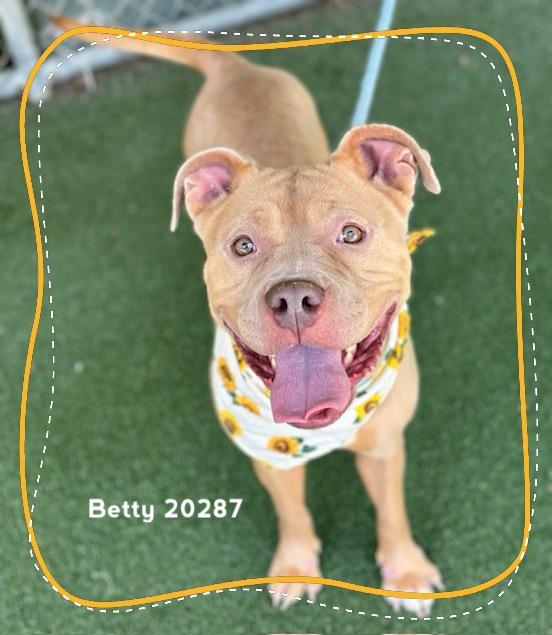 Enlarge BETTY, a ADOPTABLE Pit Bull Terrier in Marietta, GA image 2/6