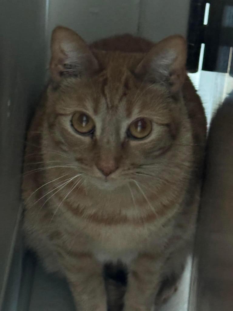 Toast, Adoptable, Adult Male Domestic Short Hair.