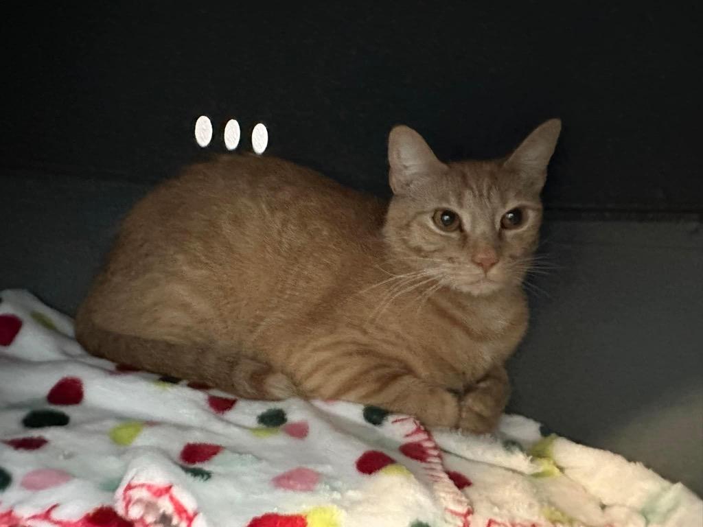 Toast, a Adoptable mixed breed in Dalton, GA image 2/3