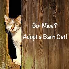 Enlarge Barn Cats / Outdoor Cats - NEUTERED KITTIES FOR RODENT CONTROL, BARN COMPANIONS, a Adoptable Domestic Short Hair in Stowe, PA image 1/4