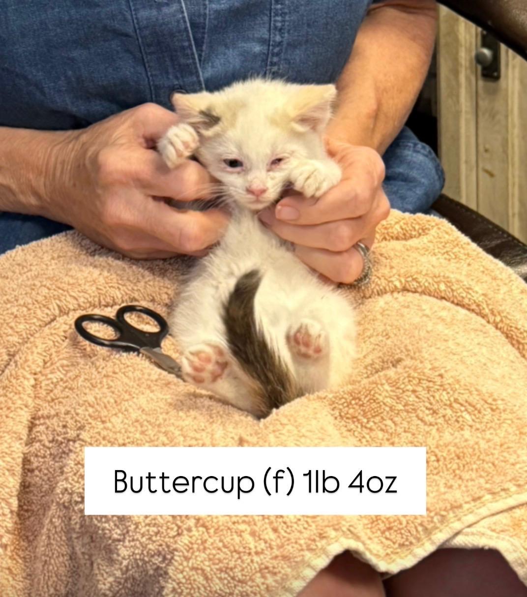 Buttercup, a Adoptable mixed breed in Dixon, CA image 1/3