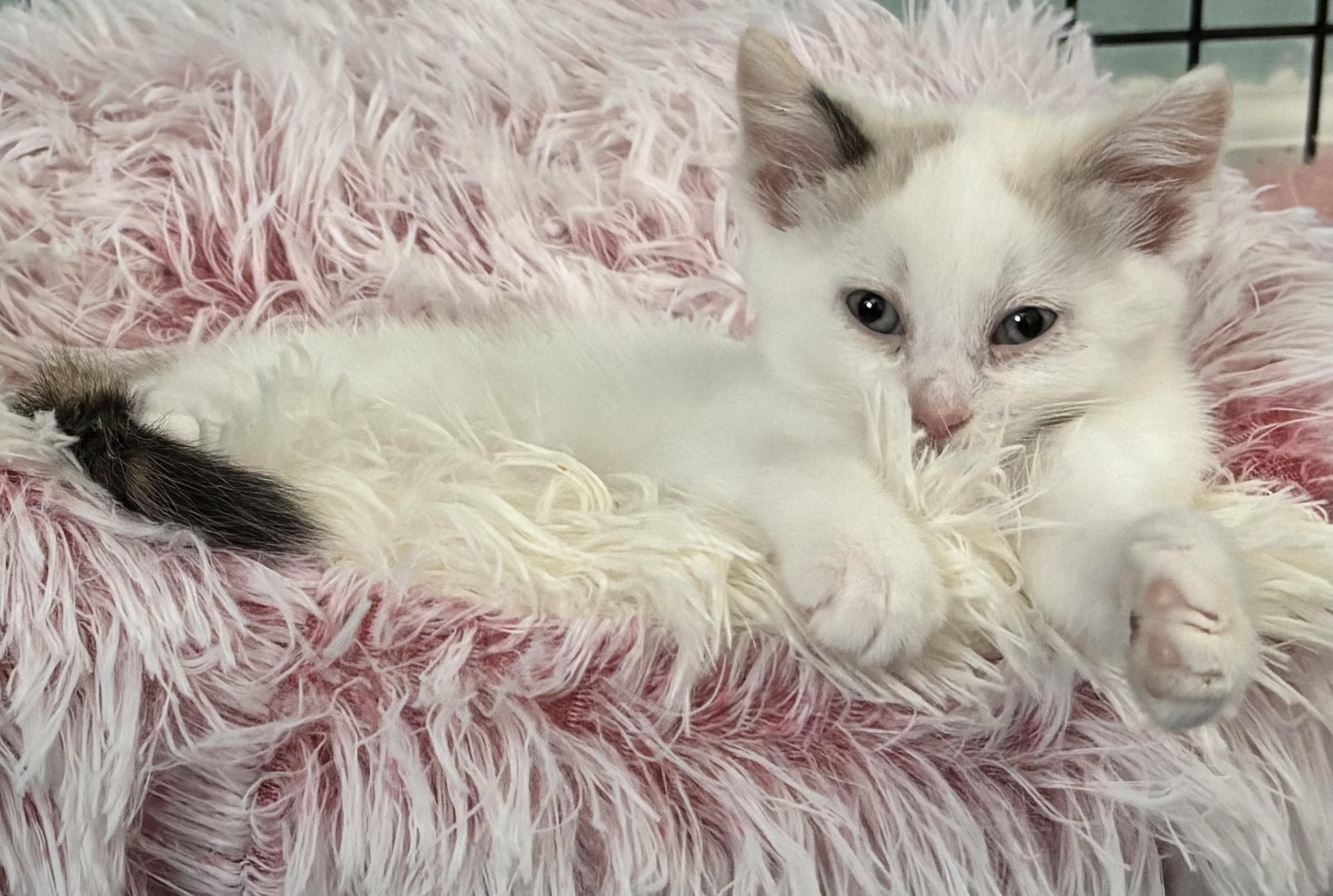 Buttercup, a Adoptable mixed breed in Dixon, CA image 2/3