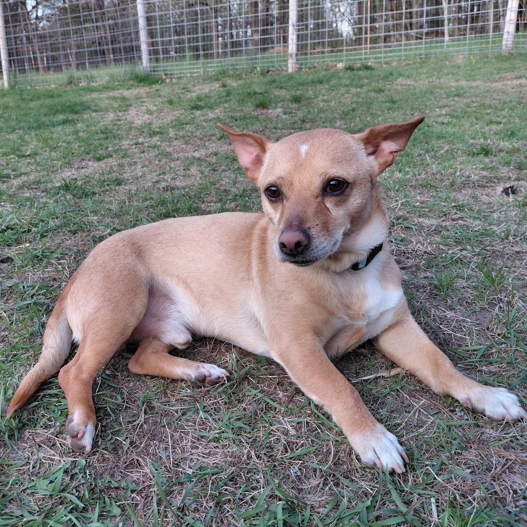 Lalo, a Adoptable mixed breed in Alma, WI image 1/5