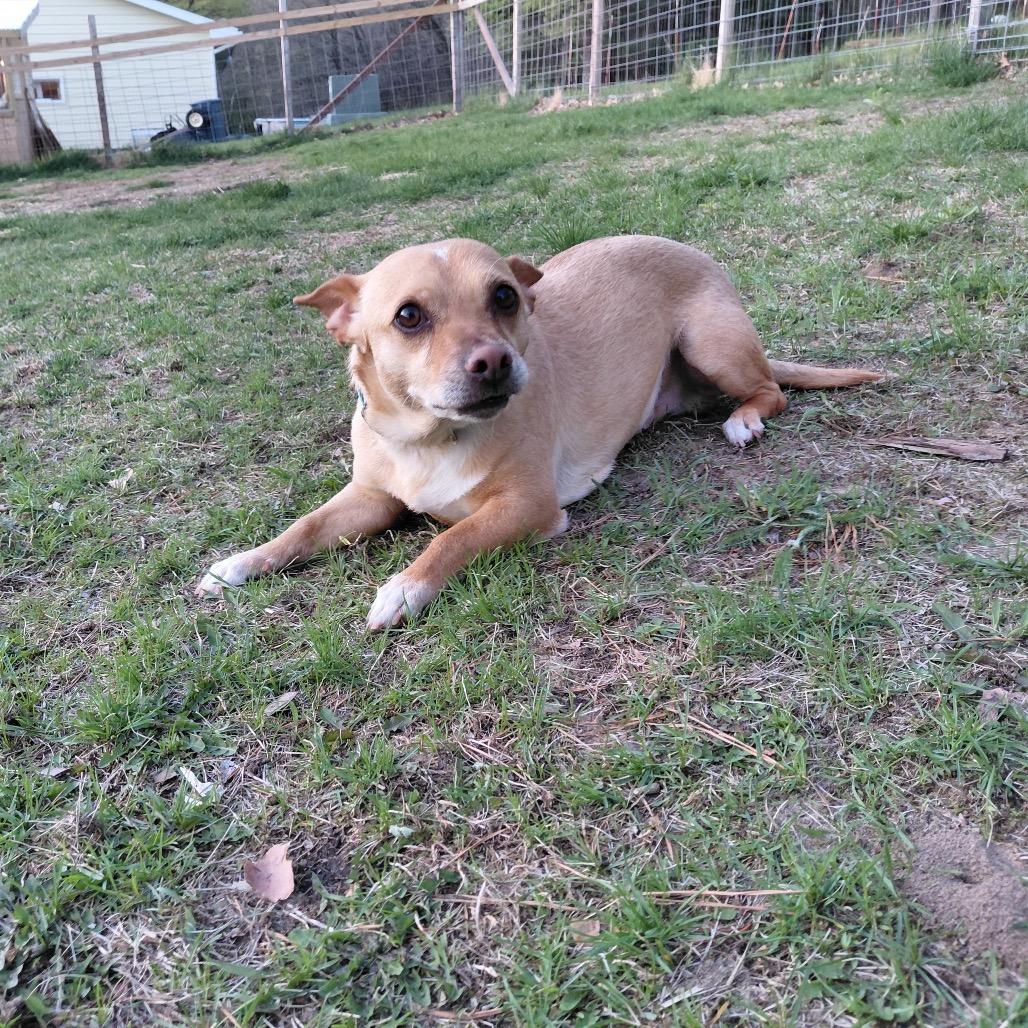 Lalo, a Adoptable mixed breed in Alma, WI image 2/5