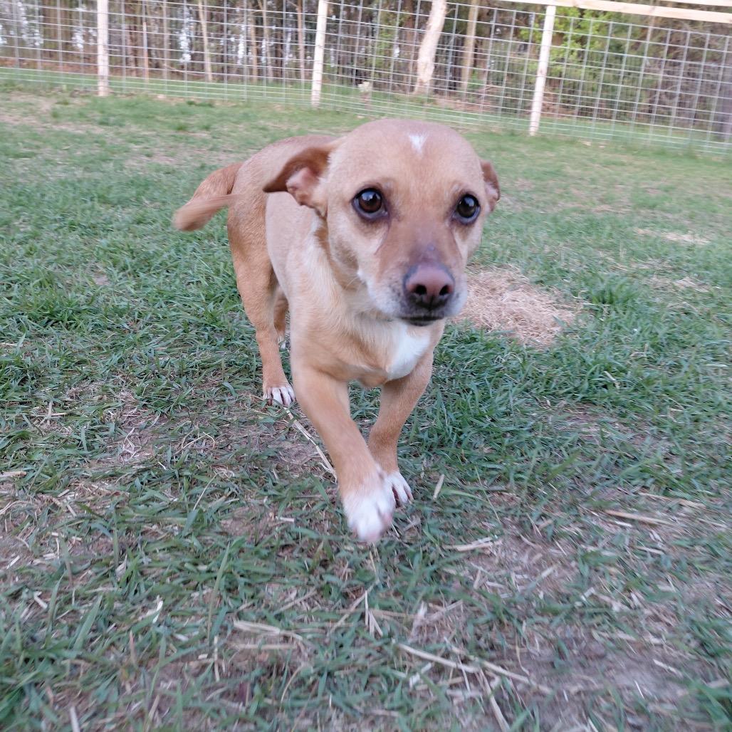 Lalo, a Adoptable mixed breed in Alma, WI image 4/5