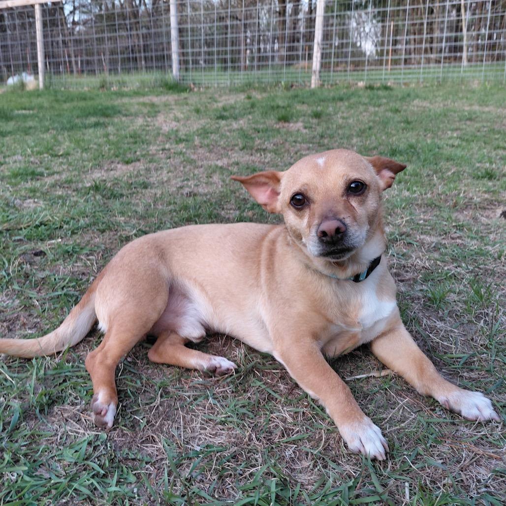 Lalo, a Adoptable mixed breed in Alma, WI image 5/5
