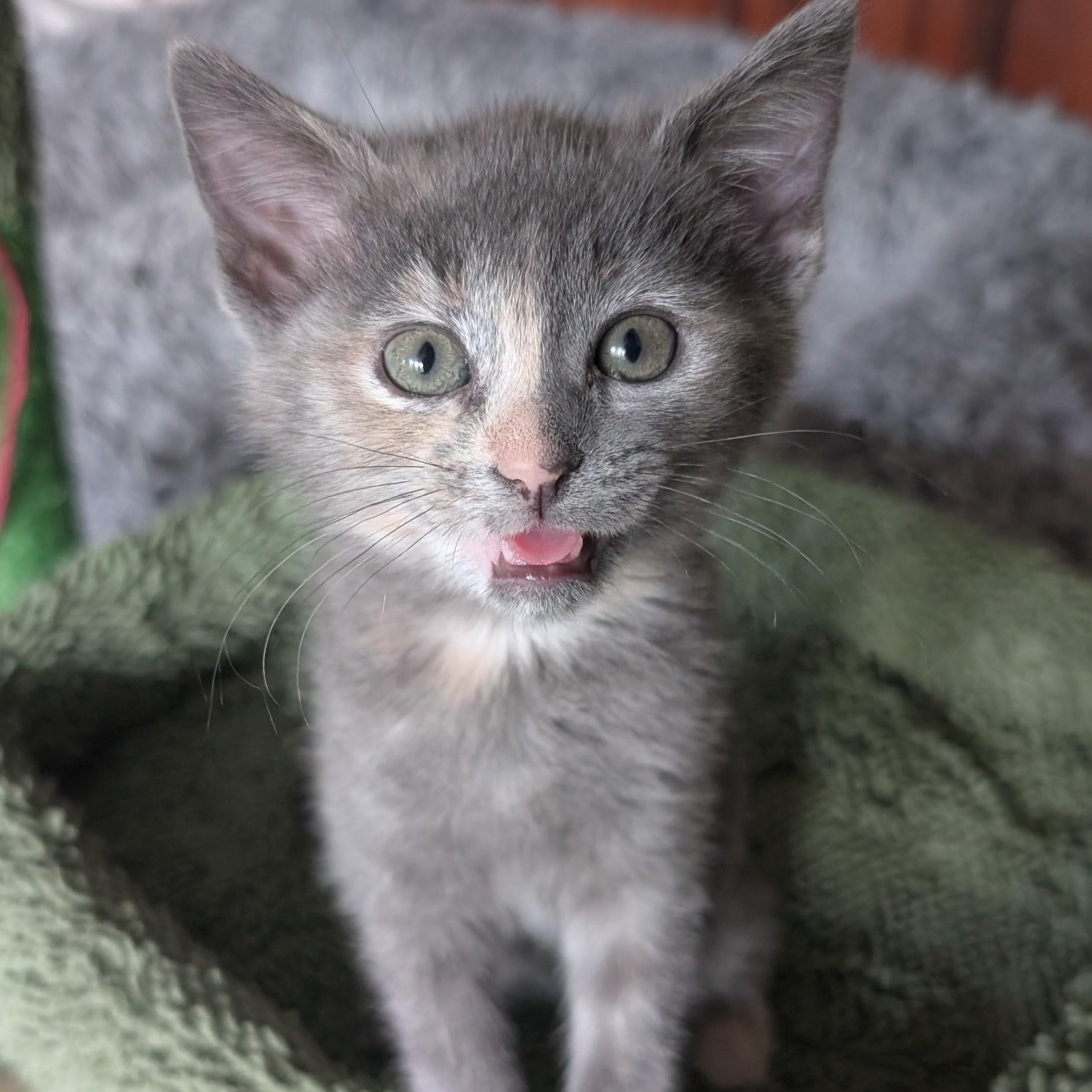 Clover, ADOPTABLE, Kitten Female Dilute Tortoiseshell & Tabby.