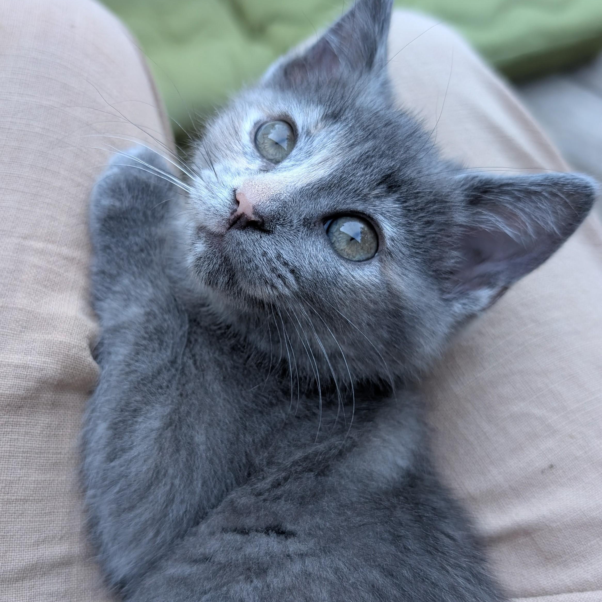 Enlarge Clover, a ADOPTABLE mixed breed in Concord, NC image 4/5