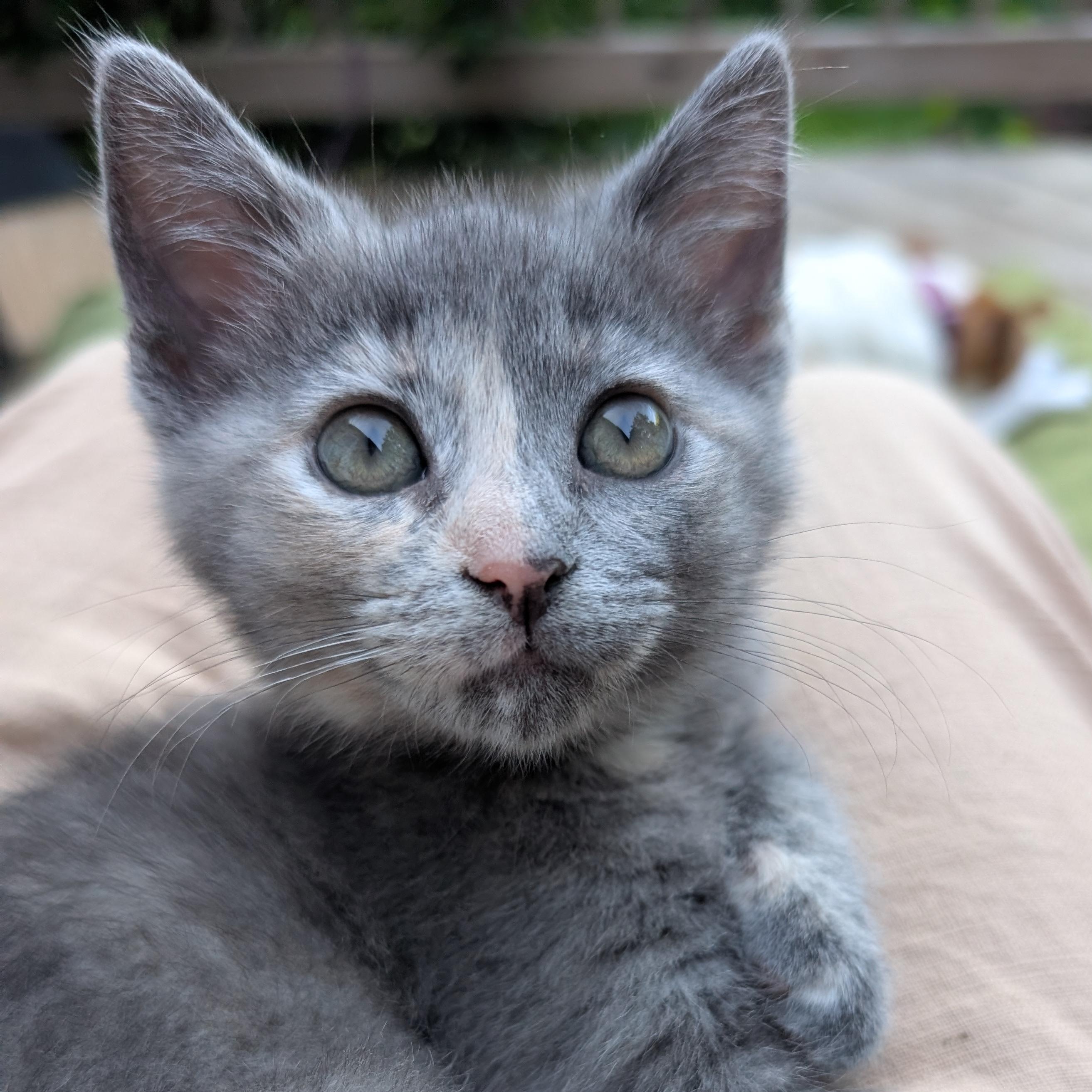 Enlarge Clover, a ADOPTABLE mixed breed in Concord, NC image 2/5