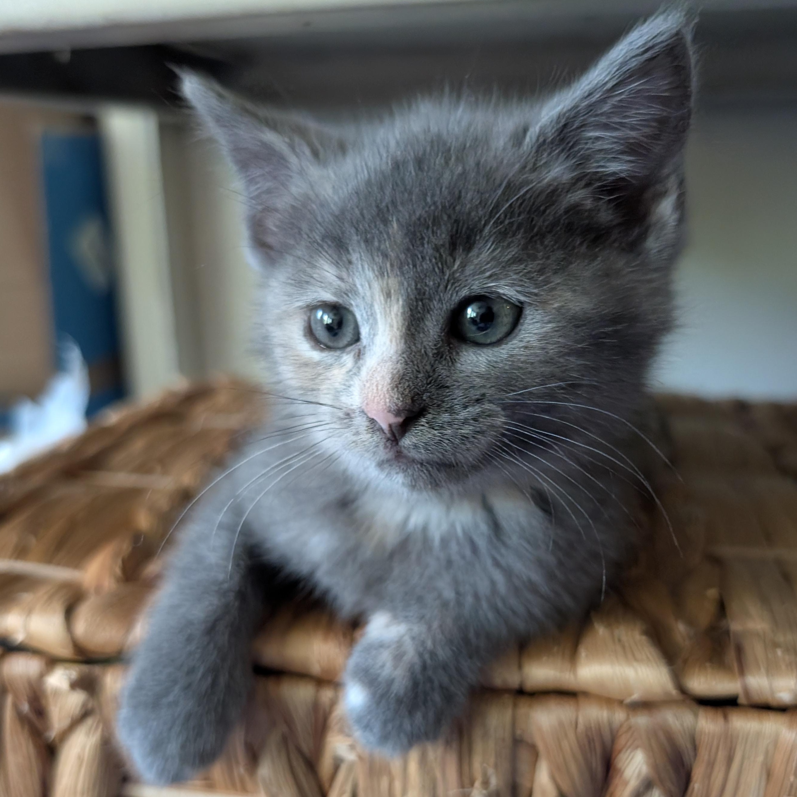 Enlarge Clover, a ADOPTABLE mixed breed in Concord, NC image 5/5