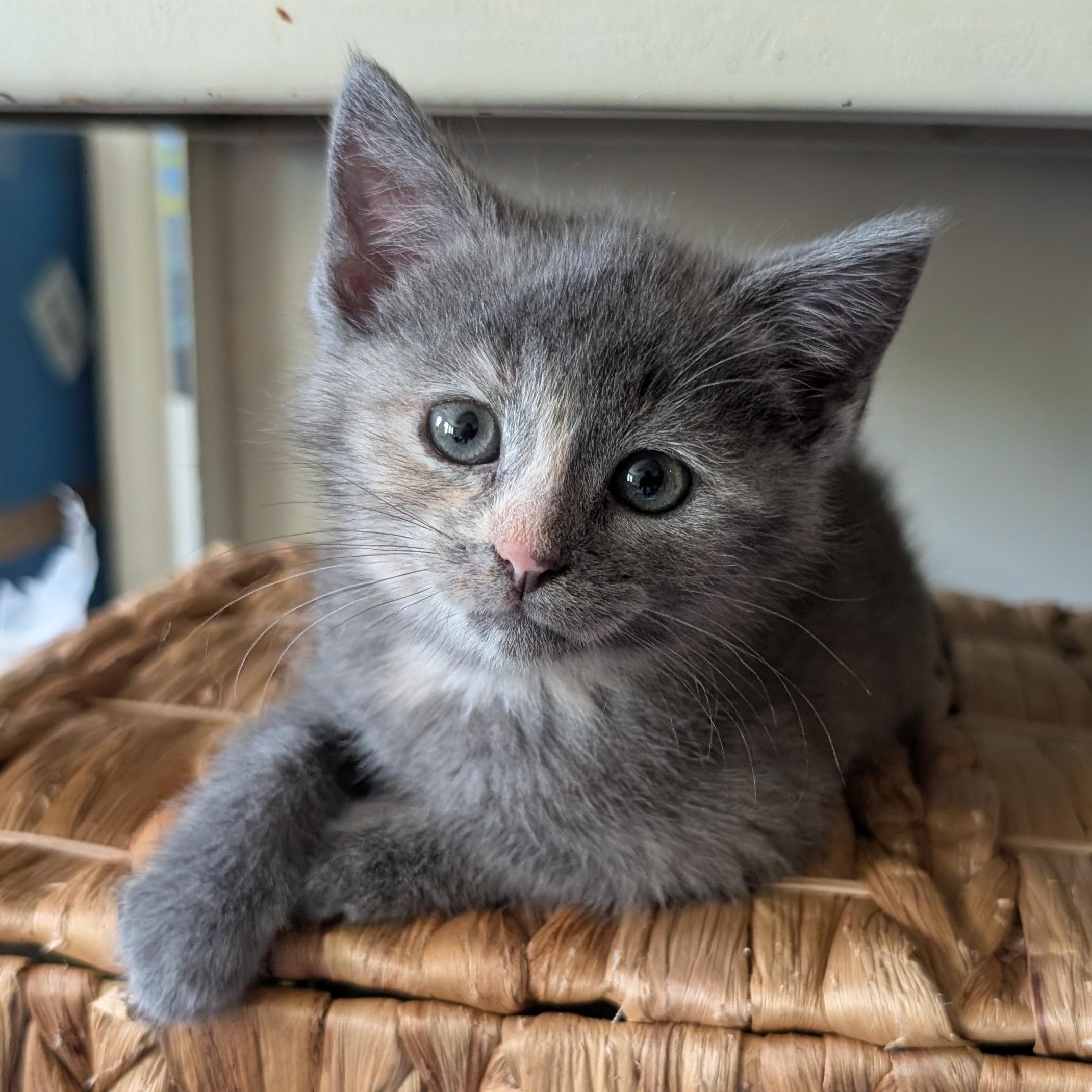 Enlarge Clover, a ADOPTABLE mixed breed in Concord, NC image 3/5